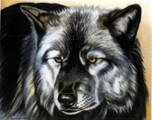 Black Wolf